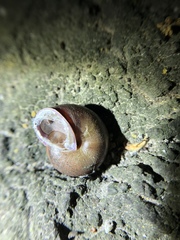 Helminthoglypta diabloensis
