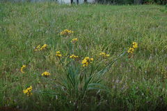 Sisyrinchium palmifolium