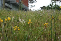 Sisyrinchium palmifolium