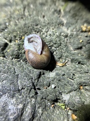 Helminthoglypta diabloensis