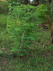 Moringa oleifera