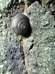 Helminthoglypta diabloensis