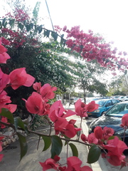 Bougainvillea
