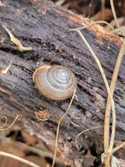 Helminthoglypta contracostae