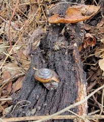 Helminthoglypta contracostae