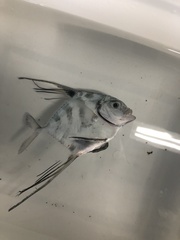 Alectis ciliaris