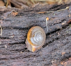 Helminthoglypta contracostae