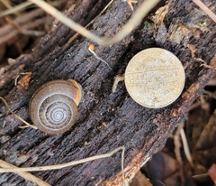 Helminthoglypta contracostae