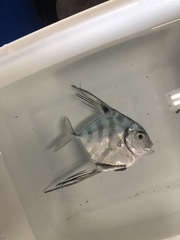 Alectis ciliaris