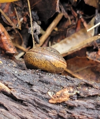 Helminthoglypta contracostae