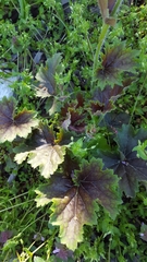 Heuchera richardsonii