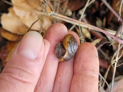 Helminthoglypta contracostae