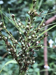 Scleria terrestris