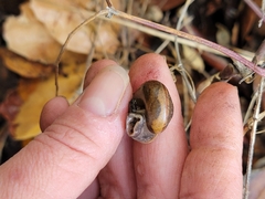 Helminthoglypta contracostae