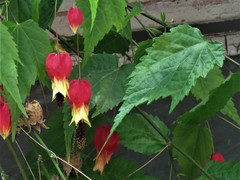 Callianthe megapotamica