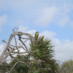 Tyrannus melancholicus