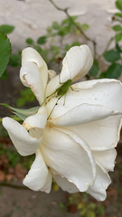 Phaneroptera nana