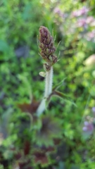 Heuchera richardsonii
