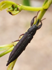 Rhinotia phoenicoptera