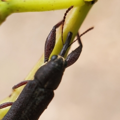 Rhinotia phoenicoptera