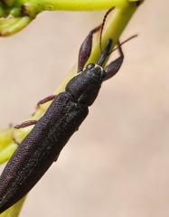 Rhinotia phoenicoptera