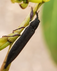Rhinotia phoenicoptera