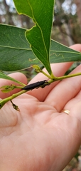 Rhinotia phoenicoptera