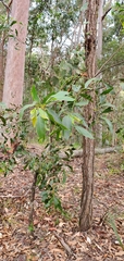 Rhinotia phoenicoptera