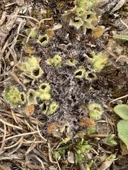 Myosotis brevis