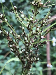 Scleria terrestris