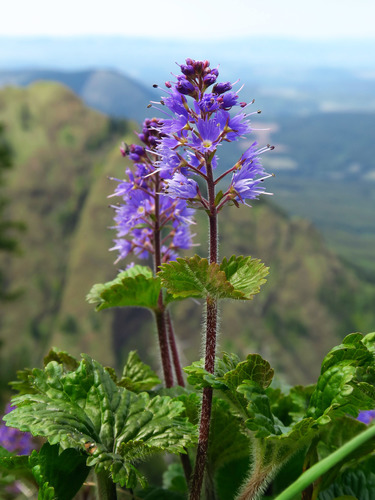 fringepetal kittentails (Synthyris schizantha)