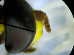 Salpingogaster punctifrons