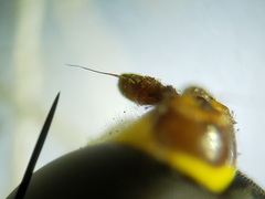Salpingogaster punctifrons