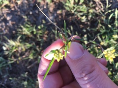 Alyssum desertorum
