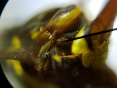 Salpingogaster punctifrons