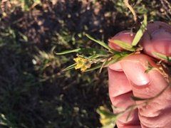 Alyssum desertorum
