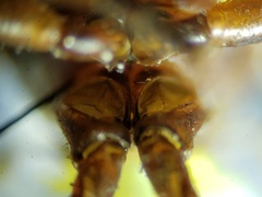 Salpingogaster punctifrons