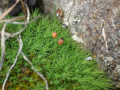 Bartramia aprica