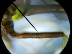 Salpingogaster punctifrons