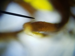 Salpingogaster punctifrons