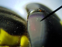 Salpingogaster punctifrons