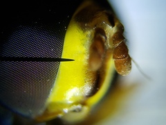 Salpingogaster punctifrons