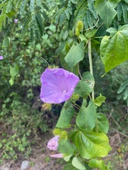 Ipomoea crinicalyx