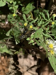 Eremnophila aureonotata