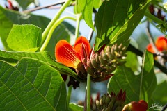 Erythrina breviflora