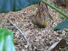 Dasyprocta ruatanica