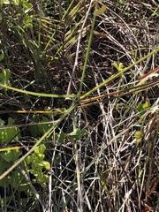 Aptenopedes sphenarioides