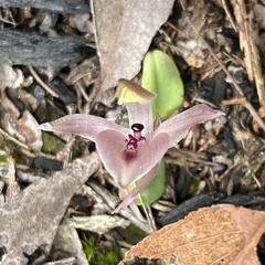 Chiloglottis gunnii