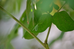 Chrysopa quadripunctata