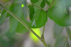 Chrysopa quadripunctata